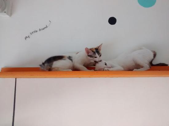 The Cat Studio by Furpurr